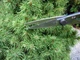 Ножницы Okatsune Bonsai KST 206 для бонсай - изображение 2