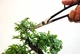 Ножницы Okatsune Bonsai KST 206 для бонсай - изображение 5