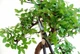 Ножницы Okatsune Bonsai KST 206 для бонсай - изображение 6