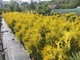 Туя Yellow Ribbon 12 л - зображення 2