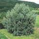 Сосна sylvestris Watereri H0.4-0.6 м - изображение 1