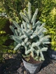 Ель Super Blue Seedling H0.5м - изображение 1