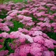 Деревій гібридний 'Tutti Frutti 'Pink Grapefruit' ®'. Контейнер 3 л - зображення 1