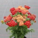 Деревій гібридний Tutti Frutti 'Pomegranate'. Контейнер 2 л - зображення 1
