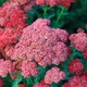Деревій гібридний Tutti Frutti 'Pomegranate'. Контейнер 2 л - зображення 5