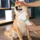 Пылесос-расческа для шерсти Pet Grooming Dryer WN-10 - изображение 2
