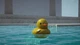 Ключ активации Placid Plastic Duck Simulator для Xbox One/Series S/X - изображение 2