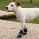 Носки и обувь для собак Ferplast PROTECTIVE SHOES S (FR86801017) - изображение 3