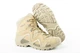 Ботинки Lowa Zephyr MID TF UK 11/EU 46 Desert - изображение 10