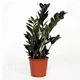 Замиокулькас Raven (Zamioculcas, Долларовое дерево), 50-60 см, горшок ⌀17 - изображение 2