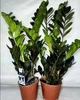 Замиокулькас Raven (Zamioculcas, Долларовое дерево), 50-60 см, горшок ⌀17 - изображение 3