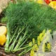 Насіння Кріп Грибовський Садиба центр 10 г - зображення 2