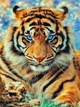 Алмазная мозаика ColorArt 30x40 Тигр ST476 - изображение 1