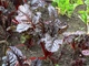 Насіння Мангольд Вулкан, 3 г (GL Seeds) - зображення 3
