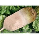 Семена Свекла корм. Центаур Поли, 20 г (GL Seeds) - изображение 2