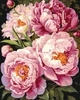 Картина по номерам 40×50 см Kontur. Розовые пионы. DS0499 - изображение 1