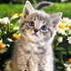 Алмазная мозаика ColorArt 20х20 Милый котенок DD1204 - изображение 1