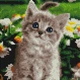 Алмазная мозаика ColorArt 20х20 Милый котенок DD1204 - изображение 2
