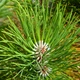 Саженцы Яскрава Сосна обыкновенная (Pinus sylvestris L.) (контейнер 0.5 л) (58311) - изображение 3