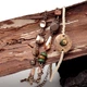 Браслет женский Mode Artilady SC Brown (13037) - изображение 1