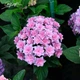 Гортензия крупнолистная 'You and Me Together Rose'®. Контейнер 2л - изображение 3