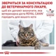 Лечебные консервы для кошек Royal Canin Urinary Feline S/O Moderate Calorie Gravy кусочки в соусе, 85 г - изображение 7