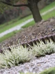 Палисад Prosperplast Garden Border 2.5 м Коричневый (5905197397641) - изображение 2