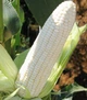 Насіння Кукурудза Снігова королева, 20 г (GL Seeds) - зображення 2