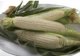 Насіння Кукурудза Снігова королева, 20 г (GL Seeds) - зображення 4