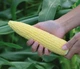 Насіння Кукурудза Сокусу F1, 20 г (GL Seeds) - зображення 2
