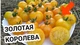 Семена Томат Золотая королева, 0,1 г (Семена Украины) - изображение 4