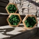 Соты со стабилизированым мхом MiNature Moss 20см 1шт. - изображение 1