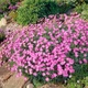 Гвоздика серовато-голубая 'Pink Jewel'. Контейнер 2 л - изображение 5