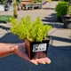 Очиток скальный 'Angelina'. Контейнер 0,5л. Продажа с 04/2024 - изображение 3