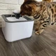 Поилка-фонтан для животных Pet Water Fountain автоматическая USB White (3_03717) - изображение 6