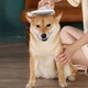 Щітка-фен для вовни тварин RIAS PET Grooming Dryer WN-10 2в1 (3_01721) - зображення 4