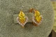 Сережки Xuping Jewelry маркиз із жовтим каменем 1.4 см золотисті - зображення 1