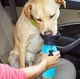 Походная дорожная поилка для собак PET BOTTLE переносная 550 мл (6995621220118) - изображение 3