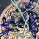 Цибулини Яскрава Ірис Reticulata Blue Note (41241) (3шт) - зображення 2