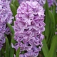 Цибулини Яскрава Гіацинт садовий Splendid Cornelia (31121) (2шт) - зображення 1