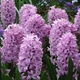 Цибулини Яскрава Гіацинт садовий Splendid Cornelia (31121) (2шт) - зображення 2