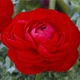 Цибулини Яскрава Лютики Red (29758) (5шт) - зображення 3
