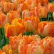 Луковицы Яскрава Тюльпан Попугайный Orange Favourite (31015) (3шт) - изображение 2