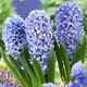 Луковицы Яскрава Гиацинт горшечный Blue Giant (31127) (2шт) - изображение 2