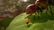 Игра Empire of the Ants для ПК (Ключ активации Steam) - изображение 2