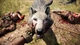 Игра Far Cry Primal для ПК (Ключ активации Ubisoft Connect) - изображение 3