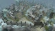 Игра The Settlers: Heritage of Kings - History Edition для ПК (Ключ активации Ubisoft Connect) - изображение 2