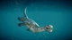 Дополнение Jurassic World Evolution 2: Prehistoric Marine Species Pack для ПК (Ключ активации Steam) - изображение 4