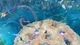 Игра Nine Parchments для ПК (Ключ активации Steam) - изображение 5