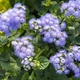 Семена Агератум Леда, двухцветный, карликовый (726277) - изображение 1